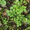 Cardamine flexuosa With.Cardamine flexuosa With.