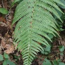 Dryopteris affinis - Grupo (Lowe) Fraser-JenkinsDryopteris affinis - Grupo (Lowe) Fraser-Jenkins