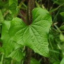 Dioscorea communis (L.) Caddick & WilkinDioscorea communis (L.) Caddick & Wilkin