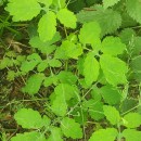 Chelidonium majus L.Chelidonium majus L.