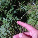 Carex remota L.Carex remota L.