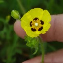 Tuberaria guttata (L.) Fourr.Tuberaria guttata (L.) Fourr.