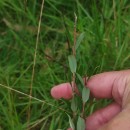 Salix repens L. subsp. repensSalix repens L. subsp. repens
