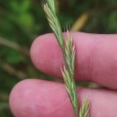 Lolium x boucheanum KunthLolium x boucheanum Kunth