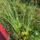 Cortaderia selloana (Schult. & Schult. fil) Asch. & Graebn.Cortaderia selloana (Schult. & Schult. fil) Asch. & Graebn.