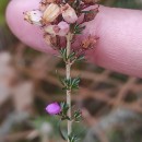 Erica cinerea L.Erica cinerea L.