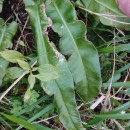 Asplenium scolopendrium L.Asplenium scolopendrium L.