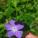 Vinca major L.Vinca major L.