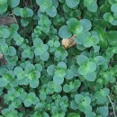 Chrysosplenium oppositifolium L.Chrysosplenium oppositifolium L.