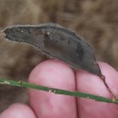 Cytisus scoparius (L.) LinkCytisus scoparius (L.) Link