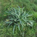 Pancratium maritimum L.Pancratium maritimum L.