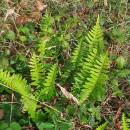 Polypodium interjectum ShivasPolypodium interjectum Shivas