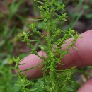 Dysphania ambrosioides (L.) Mosyakin & ClemantsDysphania ambrosioides (L.) Mosyakin & Clemants