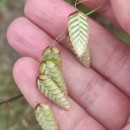 Briza maxima L.Briza maxima L.