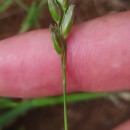 Danthonia decumbens (L.) DC.Danthonia decumbens (L.) DC.