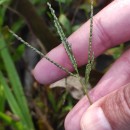 Digitaria ischaemum (Schreb.) Muhl.Digitaria ischaemum (Schreb.) Muhl.