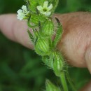 Silene gallica L.Silene gallica L.