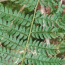 Polystichum setiferum (Forssk.) Woyn.Polystichum setiferum (Forssk.) Woyn.