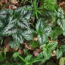 Lamium galeobdolon (L.) Crantz subsp. argentatum (Smejkal) J.Duvign.Lamium galeobdolon (L.) Crantz subsp. argentatum (Smejkal) J.Duvign.