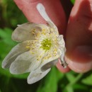 Anemone nemorosa L.Anemone nemorosa L.