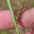 Carex binervis Sm.Carex binervis Sm.