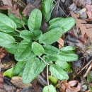 Scrophularia auriculata L.Scrophularia auriculata L.