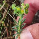 Euphorbia portlandica L.Euphorbia portlandica L.