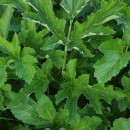 Heracleum sphondylium L. subsp. sphondyliumHeracleum sphondylium L. subsp. sphondylium