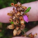 Erica cinerea L.Erica cinerea L.