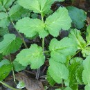 Heracleum sphondylium L. subsp. sphondyliumHeracleum sphondylium L. subsp. sphondylium