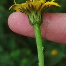 Hypochaeris radicata L.Hypochaeris radicata L.