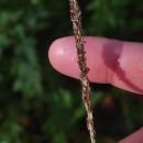Sporobolus indicus (L.) R. Br.Sporobolus indicus (L.) R. Br.