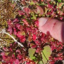 Rumex bucephalophorus L. subsp. hispanicus (Steinh.) Rech. fil.Rumex bucephalophorus L. subsp. hispanicus (Steinh.) Rech. fil.