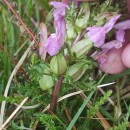 Pedicularis sylvatica L. subsp. sylvaticaPedicularis sylvatica L. subsp. sylvatica