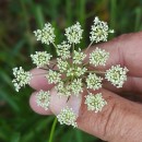 Daucus carota  L.Daucus carota  L.