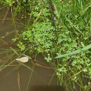 Callitriche stagnalis Scop.Callitriche stagnalis Scop.