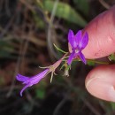 Lobelia urens L.Lobelia urens L.