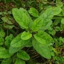 Scrophularia auriculata L.Scrophularia auriculata L.