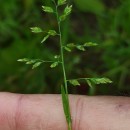 Poa annua L.Poa annua L.