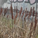 Typha latifolia L.Typha latifolia L.