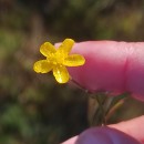 Ranunculus flammula L.Ranunculus flammula L.