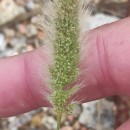 Polypogon monspeliensis (L.) Desf.Polypogon monspeliensis (L.) Desf.