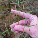 Peucedanum lancifolium LangePeucedanum lancifolium Lange