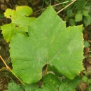 Vitis labrusca L.Vitis labrusca L.