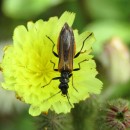 Oedemera sp. (Olivier, 1789)Oedemera sp. Olivier, 1789