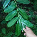 Prunus laurocerasus L.Prunus laurocerasus L.