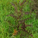 Sonchus asper (L.) HillSonchus asper (L.) Hill