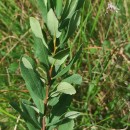 Myrica gale L.Myrica gale L.