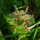 Urtica membranacea Poir.Urtica membranacea Poir.