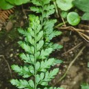 Asplenium obovatum Viv. subsp. billotii (F.W.Schultz) O.Bolòs, Vigo, Masalles & NinotAsplenium obovatum Viv. subsp. billotii (F.W.Schultz) O.Bolòs, Vigo, Masalles & Ninot